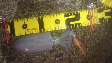 ナイトエギング