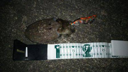 新子のアオリイカ調査！