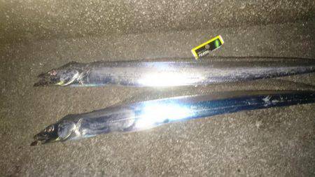 タチタチ釣りました