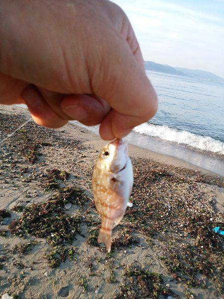 明石川河口で8目釣り