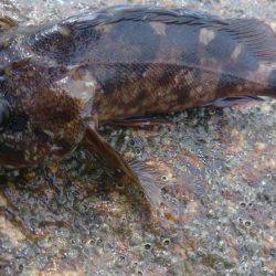 のんびり探り釣り