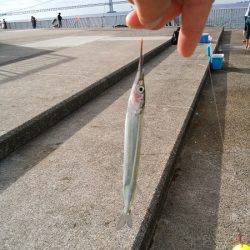 大蔵海岸でえんぴつサヨリ