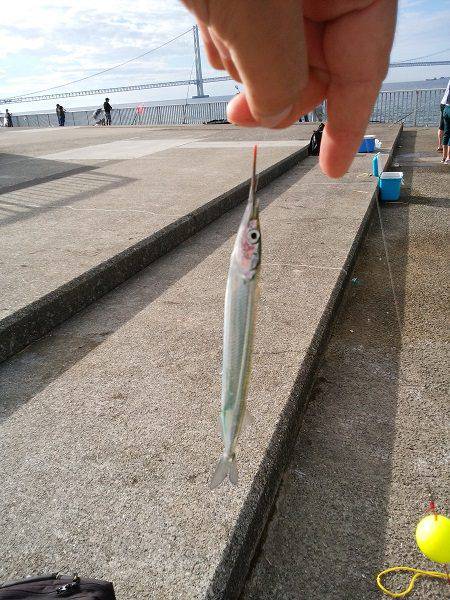 大蔵海岸でえんぴつサヨリ