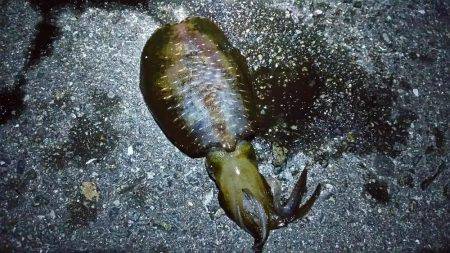 ケンサキ狙いですが・・・