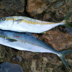 出ると信じて投げた結果