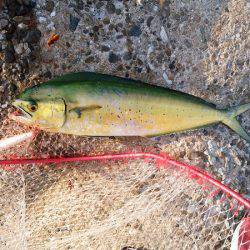 沼島でシイラのトップゲーム