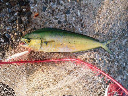 沼島でシイラのトップゲーム