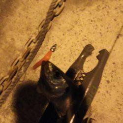 小島からの雑が崎