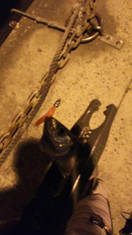 小島からの雑が崎