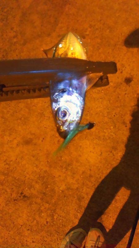 台風のあとアジング