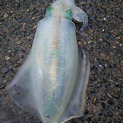 遠征１日目  九鬼＆須賀利編