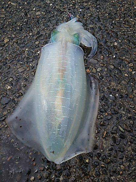 遠征１日目  九鬼＆須賀利編