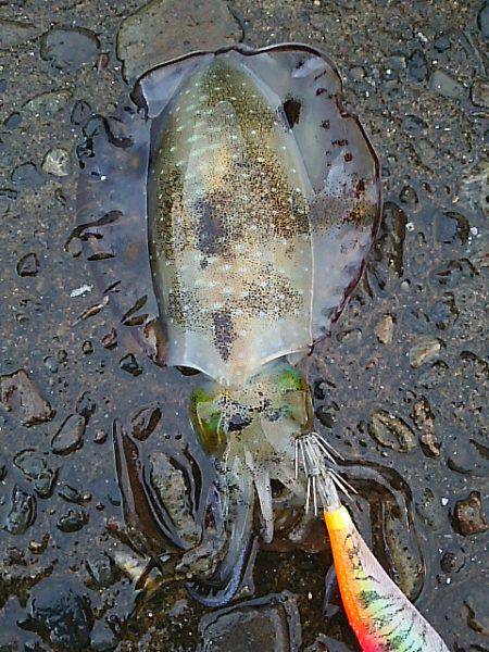 遠征２日目 須賀利編