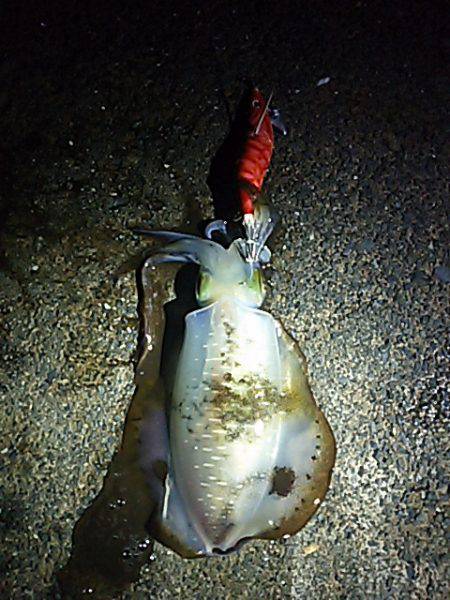 明石川河口サーフでキス釣り