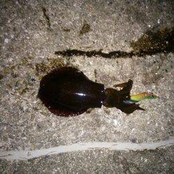 アオリイカの新子で沖漬け