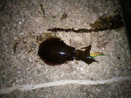 アオリイカの新子で沖漬け