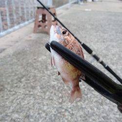 北公園サビキ継続的に釣れてます