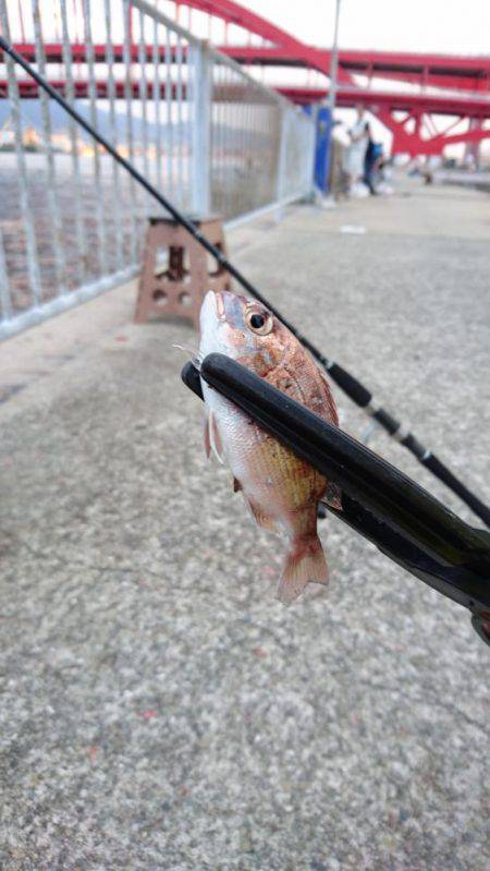 北公園サビキ継続的に釣れてます