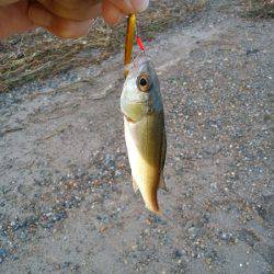 明石川のライトゲームでメッキ