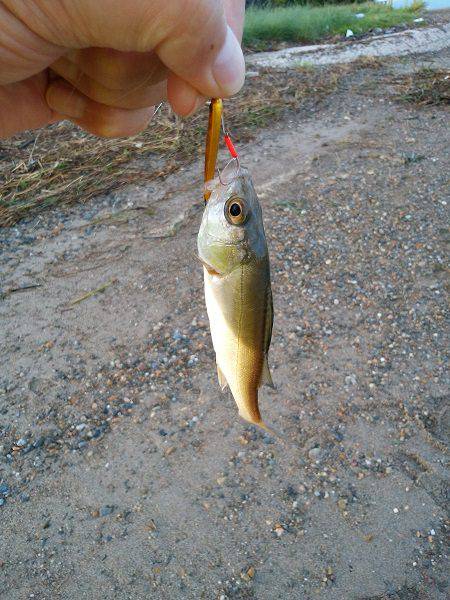 明石川のライトゲームでメッキ