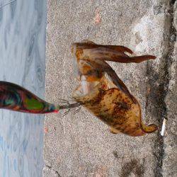 沼島カワハギ、サンバソウ