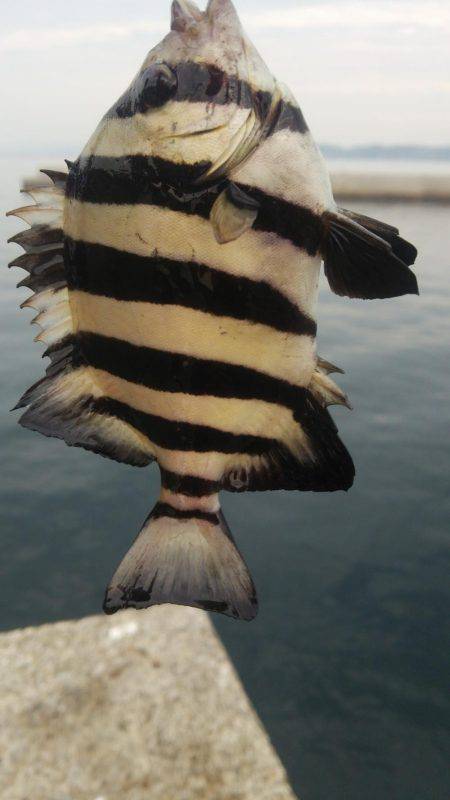 沼島カワハギ、サンバソウ