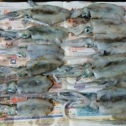 アオリ今秋初釣行