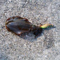 大蔵海岸でえんぴつサヨリ&アオリイカの新子