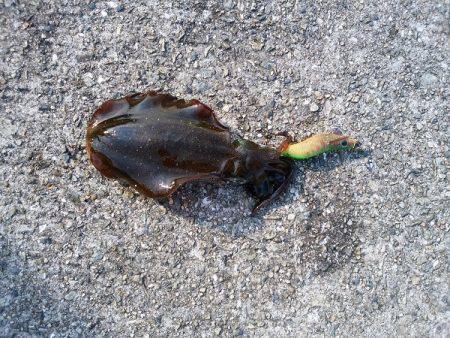 大蔵海岸でえんぴつサヨリ&アオリイカの新子