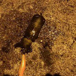 一応トンカツも・・・