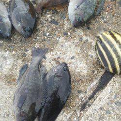 ゴンズイ爆釣 15品目達成