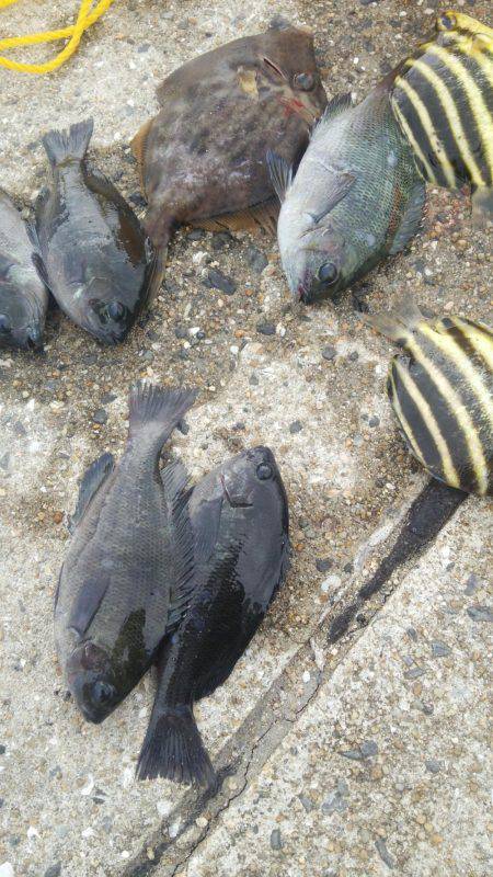 ゴンズイ爆釣 15品目達成