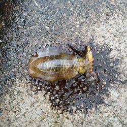 大蔵海岸でエギング