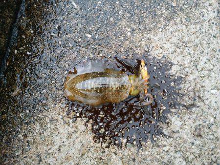 大蔵海岸でエギング