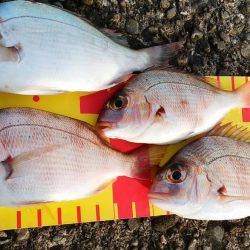 真鯛が居る気配するも