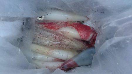 ショアケンサキ