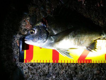 夜に涼しみにどうだろう？