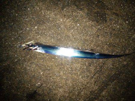 タチウオ&サゴシ