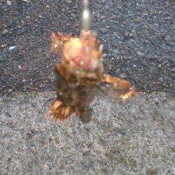 偶然  チヌ がぁ！来たー