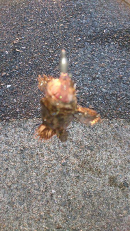 偶然  チヌ がぁ！来たー