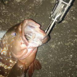 アコウ～(о´∀`о)ノ