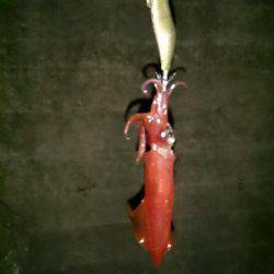 時期限定エギンガ―