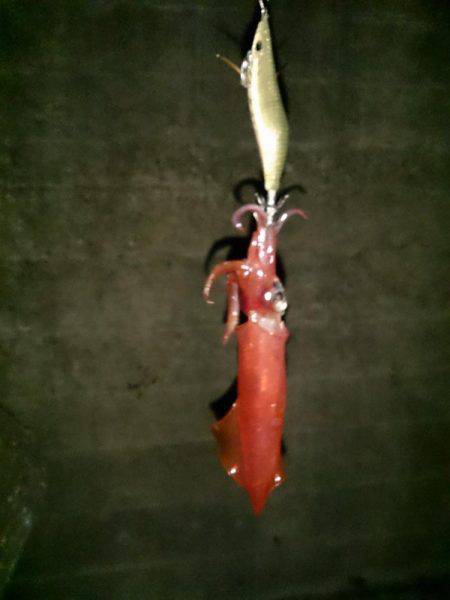 時期限定エギンガ―