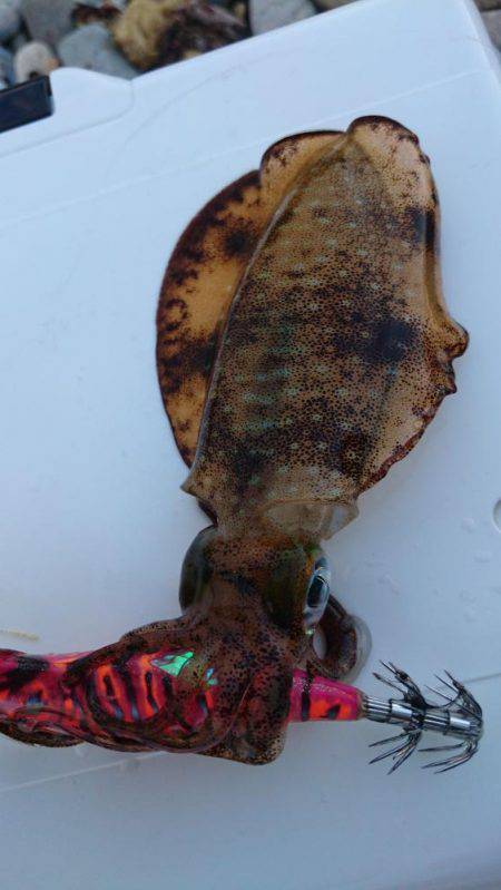 リリース  アオリイカ