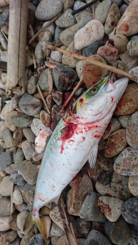 釣り船だらけ 。。。