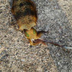 ファミリーフィッシング