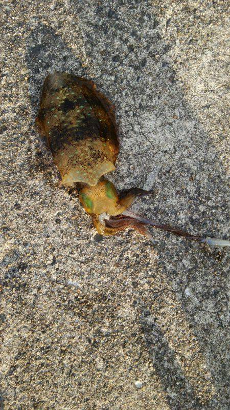 ファミリーフィッシング