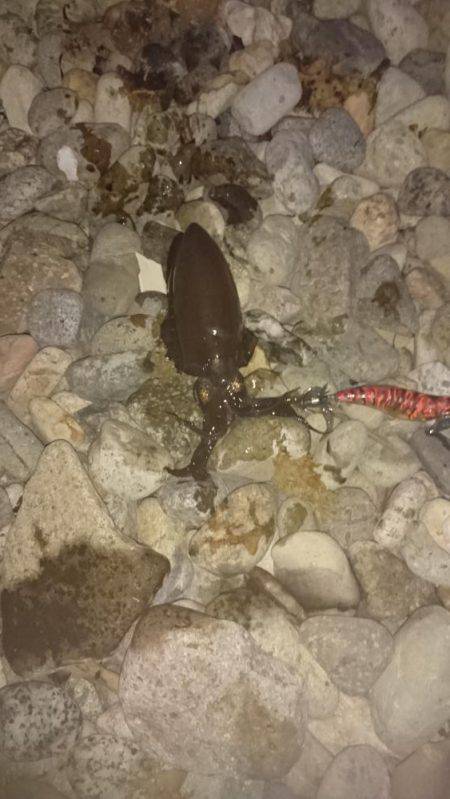 リリースつづく