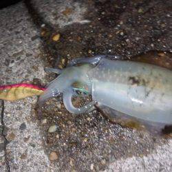 立派に育ってますよ！