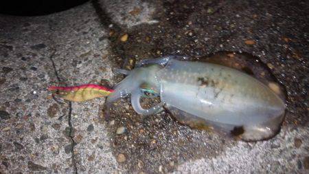 立派に育ってますよ！